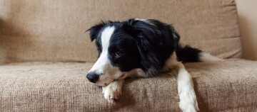 Schwarz-weißer Border Collie liegt entspannt auf einem beigen Sofa