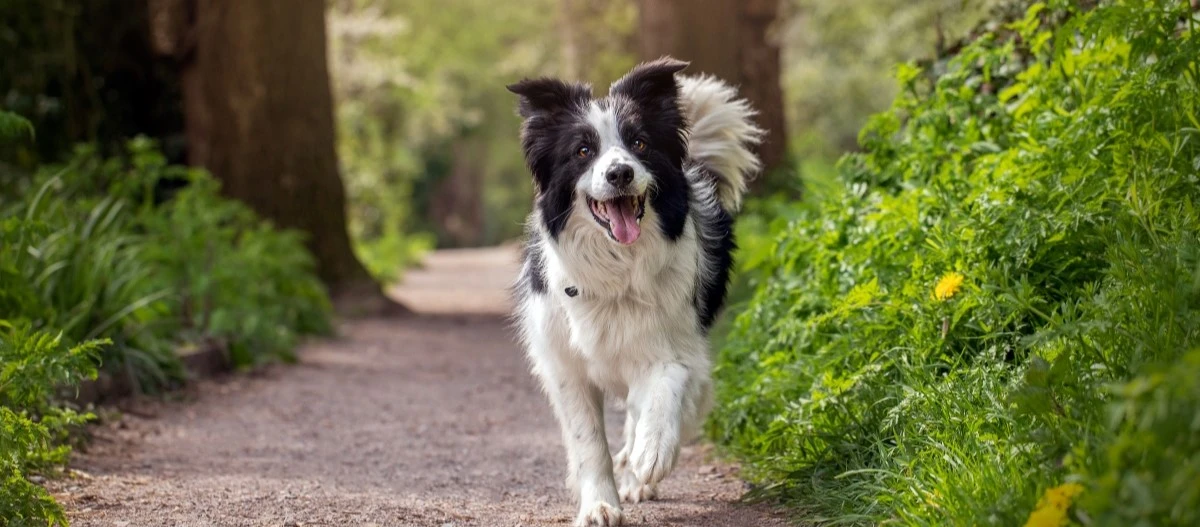 Glücklicher schwarz-weißer Border Collie läuft auf einem Waldweg, umgeben von grüner Natur und gelben Blumen.
