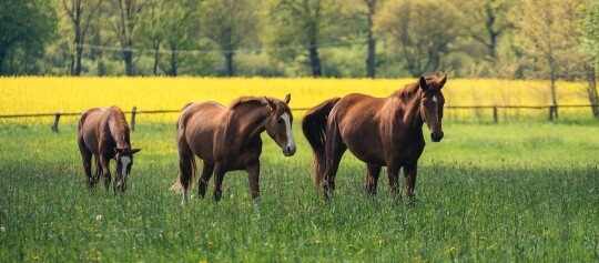 Vier braune Pferde grasen auf einer grünen Wiese vor einem gelben Rapsfeld mit Bäumen im Hintergrund