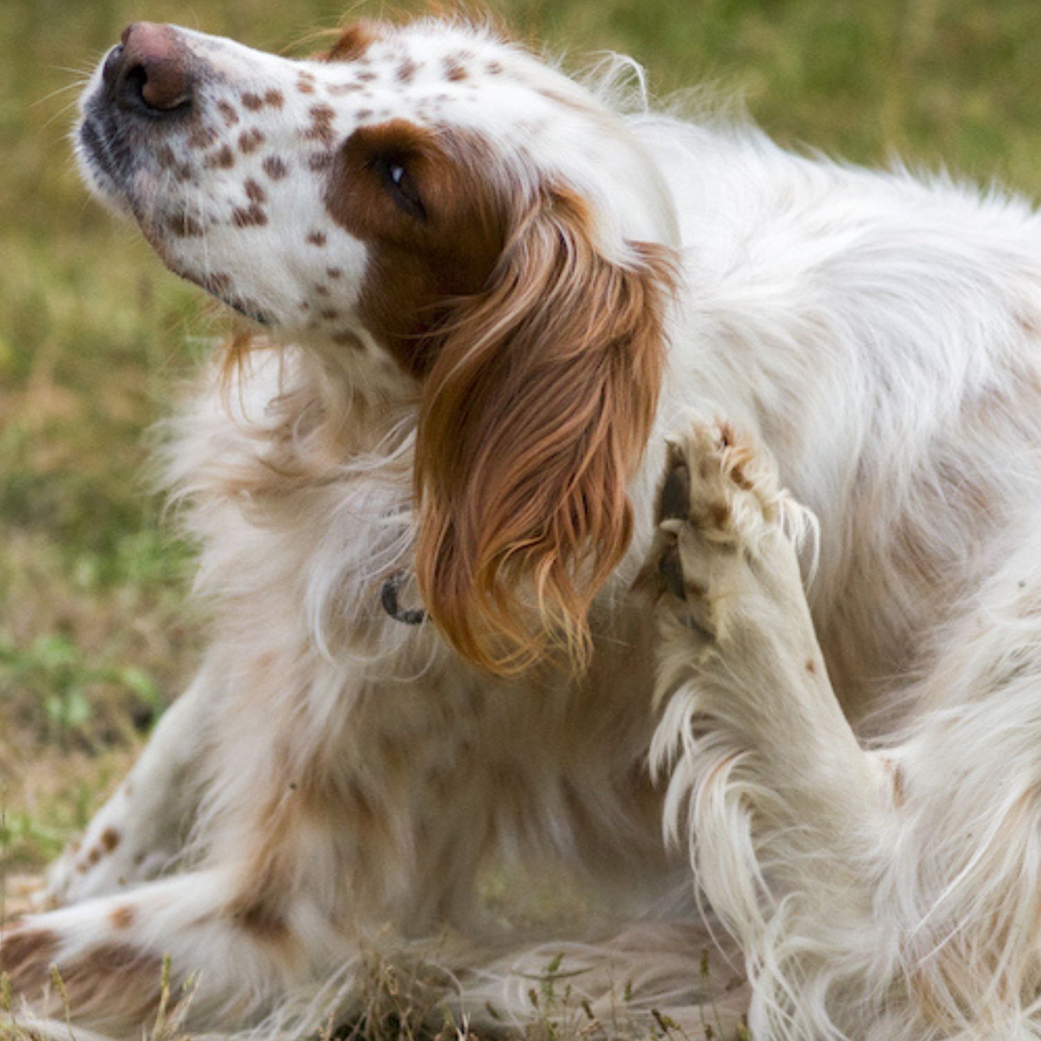 Hund juckt sich