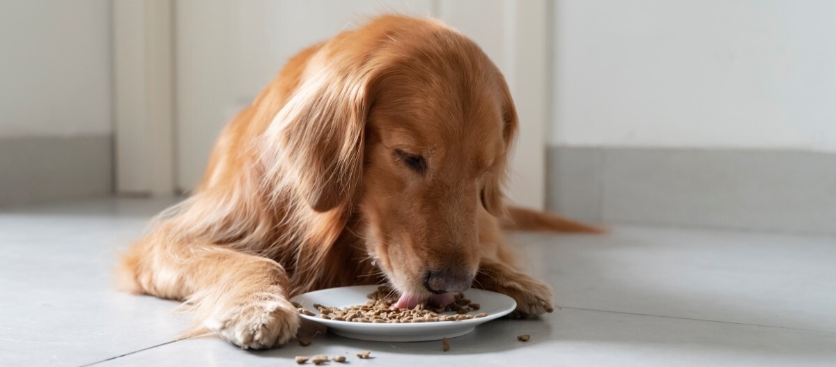 golden-retriever-isst