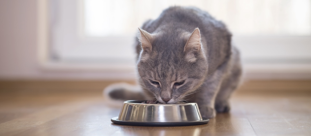 Eine graue Tabby-Katze frisst aus einem silberfarbenen Futternapf Graue getigerte Katze frisst aus einem glänzenden Metallnapf auf einem Holzboden in einem hellen Raum