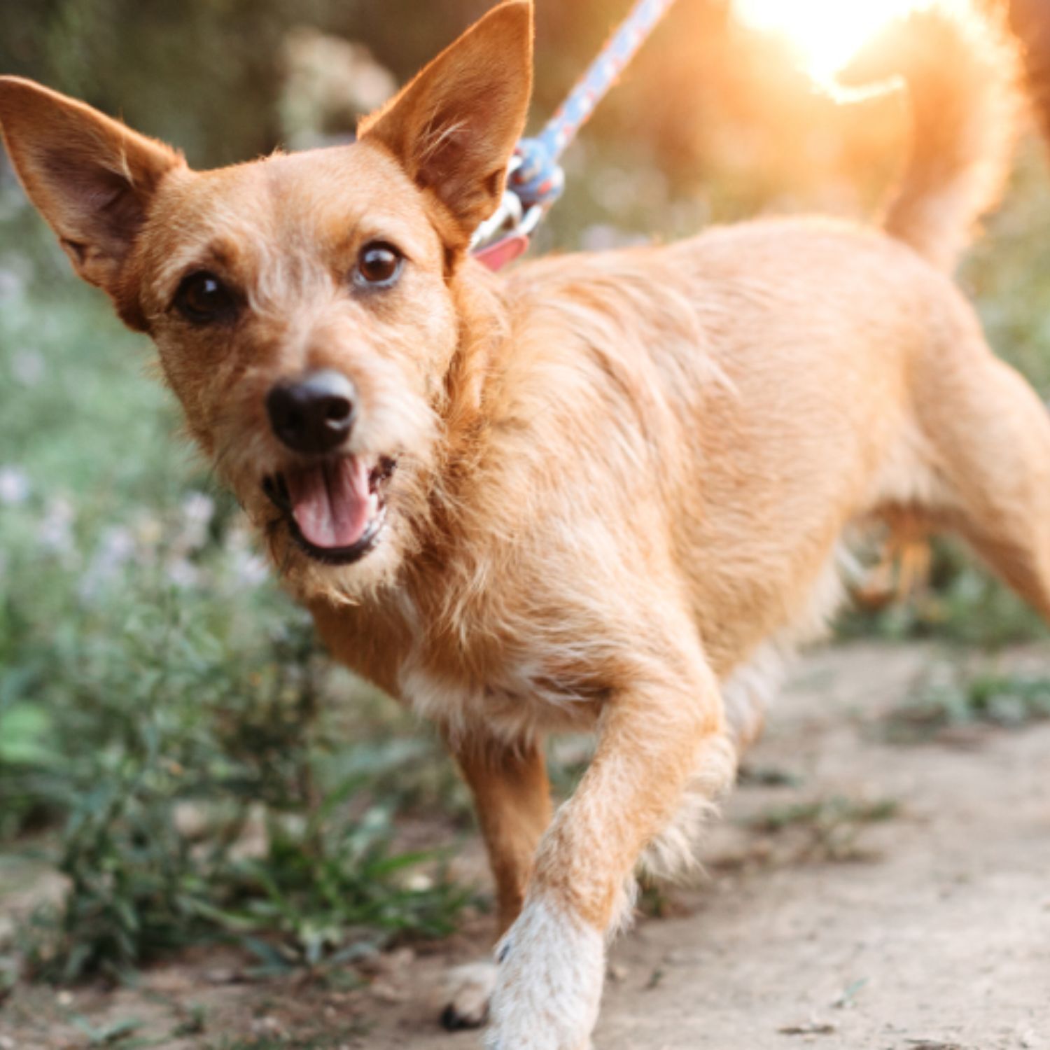 Kleiner, beige-brauner Hund läuft an der Leine.