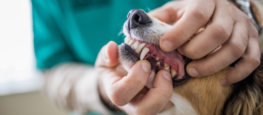 Ein Tierarzt der die Zähne von einem Hund untersucht.