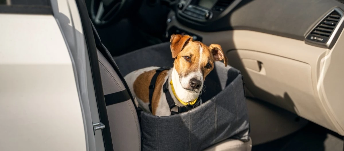 Kleiner braun-weißer Hund in sicherem Autositz für Haustiere im Auto