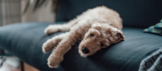 Entspannter hellbrauner lockiger Hund liegt auf dunkelblauem Sofa im gemütlichen Wohnzimmer