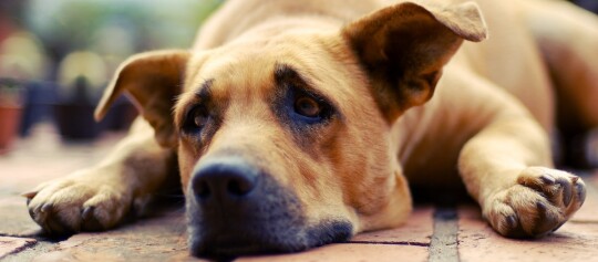 Großer brauner Hund liegt entspannt auf gefliestem Boden mit ruhigem Blick