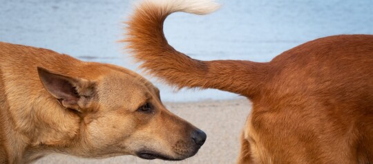 Zwei Hunde mit rotbraunem Fell, einer schnüffelt am Hinterteil des anderen, typische Hundebegrüßung im Freien