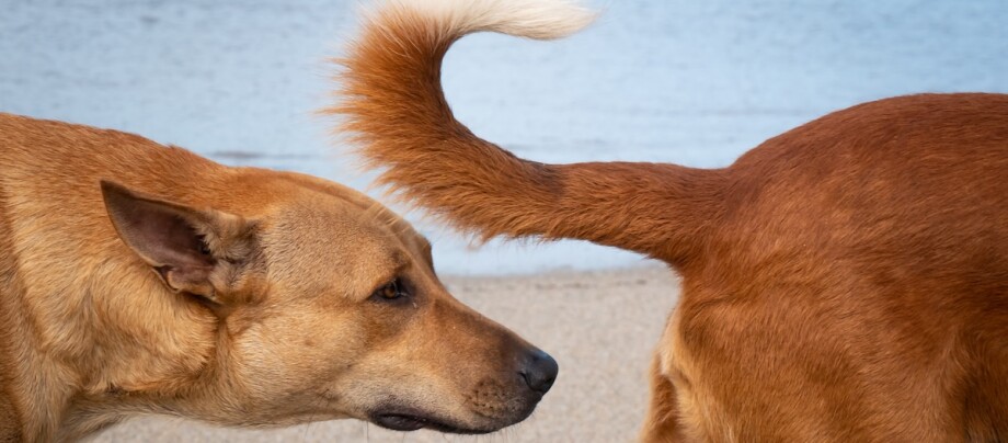 Hund schnüffelt an anderem Hund