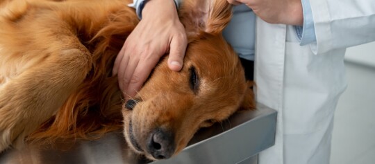 Golden Retriever liegt entspannt auf dem Untersuchungstisch beim Tierarzt, Tierarzt tröstet den Hund mit sanfter Hand