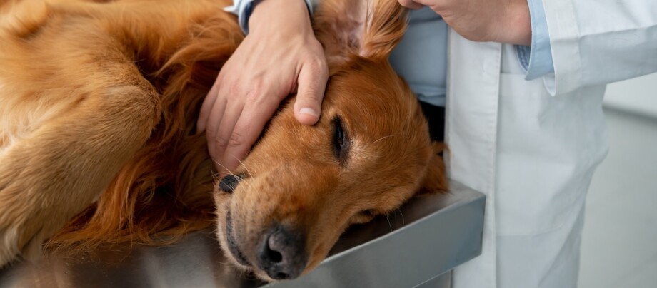 Tierarzt untersucht einen Hund.