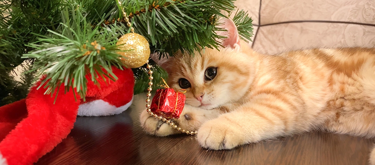Eine kleine Katze liegt unter dem Weihnachtsbaum