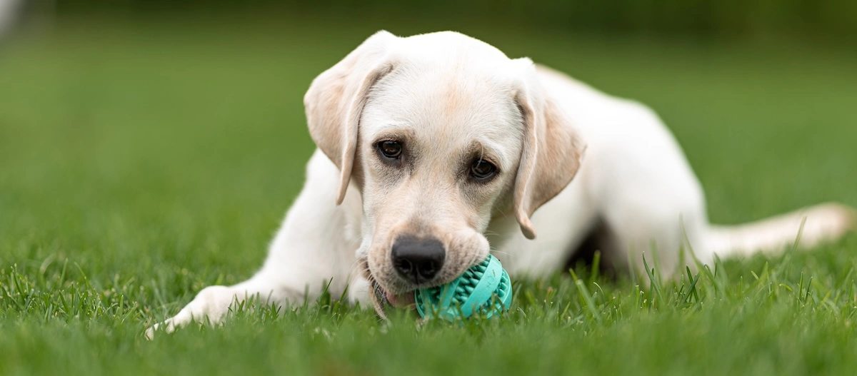 Labrador-Welpe spielt mit türkisfarbenem Gummiball auf grünem Gras