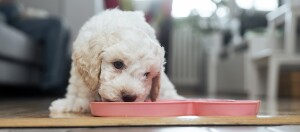Kleiner weißer Welpe mit lockigem Fell trinkt aus rosa herzförmigem Futternapf auf Holzboden im Wohnzimmer