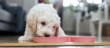 Mały biały szczeniak z kręconą sierścią pije z różowej miski w kształcie serca na drewnianej podłodze w domu