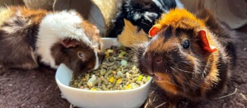 Three guinea pigs eating from a white bowl filled with dry food pellets and seeds.
