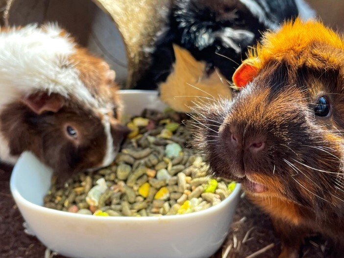 Was fressen Meerschweinchen? Ernhrungstipps | FRESSNAPF