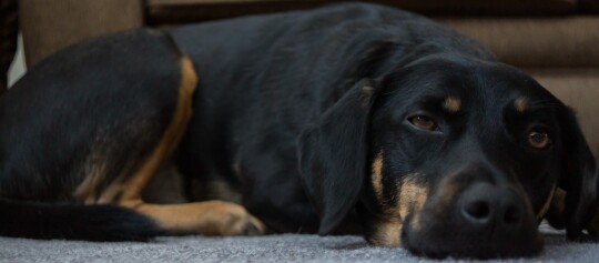 Entspannter schwarz-brauner Hund liegt auf Teppichboden vor braunem Sofa