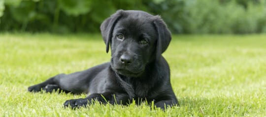 Schwarzer Labrador-Welpe liegt auf grünem Gras im Garten, neugierig und aufmerksam