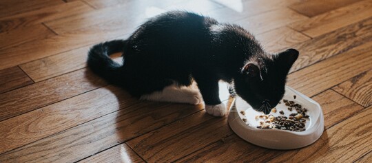 Schwarz-weiße Katze frisst Trockenfutter aus weißer Futterschale auf Holzboden