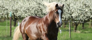 Braunes Pferd mit weißer Blesse und fließender blonder Mähne auf grüner Weide vor blühenden Obstbäumen im Frühling