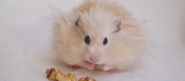 Flauschiger, hellfarbener Hamster mit dunklen Augen und Walnussstücken auf weißem Hintergrund