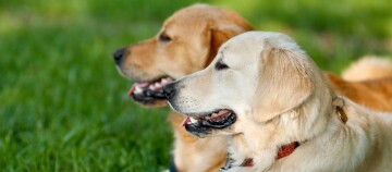 Zwei Golden Retriever liegen entspannt auf grünem Gras und schauen nach rechts.