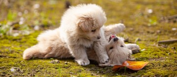 Zwei flauschige Welpen spielen auf moosbedecktem Boden mit einem herbstlichen Blatt