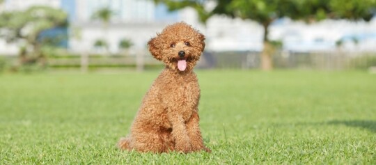 Kleiner brauner Pudel sitzt glücklich auf grünem Gras im Park an einem sonnigen Tag