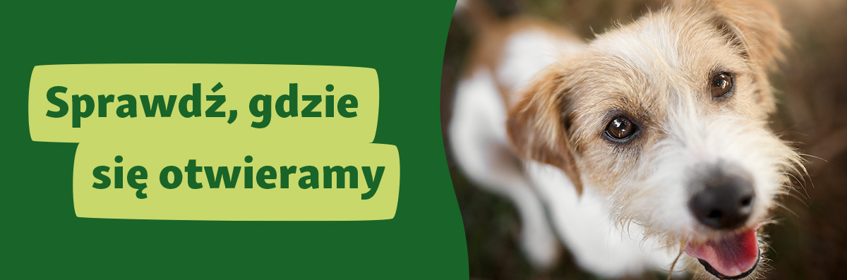 Szczęśliwy brązowo-biały pies patrzy w górę obok zielonego tła z napisem 