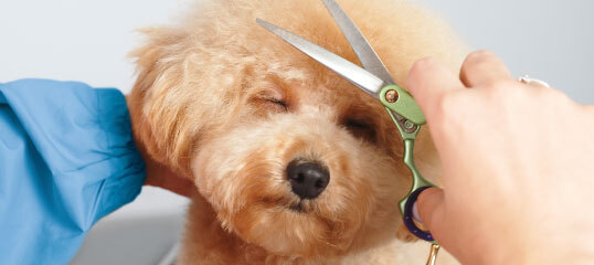 Gros plan d'un chien pelucheux aux yeux fermés pendant une coupe de poils professionnelle