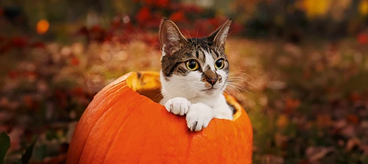 Niedliche Katze sitzt in einem ausgehöhlten Kürbis im herbstlichen Garten mit bunten Blättern