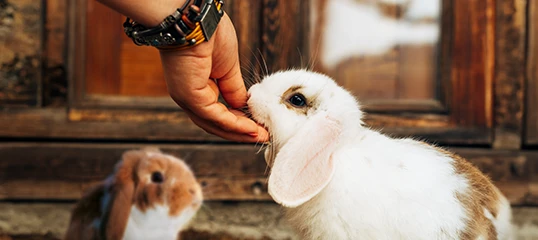 Hand füttert und streichelt weiß-braunes Kaninchen vor Holztür, weiteres Kaninchen im Hintergrund