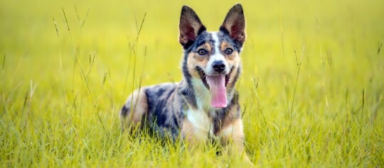 Glücklicher dreifarbiger Hund liegt im grünen Gras auf einer sonnigen Wiese