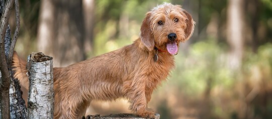 Chien roux à poil dur debout sur une souche d'arbre en forêt, langue sortie, portant un collier rouge.