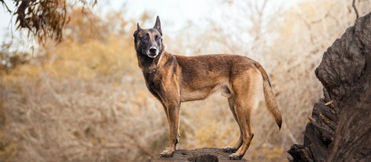 Chien Malinois belge debout attentivement sur une souche d'arbre en forêt d'automne