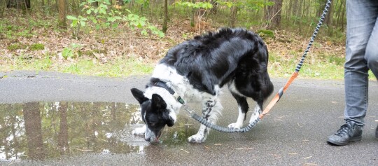 Schwarz-weißer Border Collie trinkt Wasser aus einer Pfütze auf einem Waldweg, an der Leine geführt von einer Person in grauer Jeans und schwarzen Schuhen.