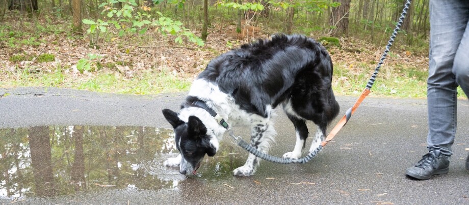 Ein Border Collie an der Leine, der auf einer Landstraße spazieren geht und Wasser aus einer Pfütze trinkt.