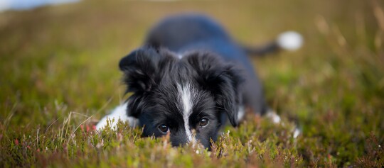Niedlicher schwarz-weißer Welpe liegt im Gras und schaut direkt in die Kamera