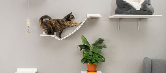 Kot o umaszczeniu żółwiowym rozciąga się na białym ściennym systemie wspinaczkowym z mostkiem i wygodnym legowiskiem, zielona roślina doniczkowa i szara ściana w nowoczesnym salonie