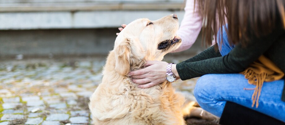 Golden retriever heureux caressé sur la tête et le cou par une personne, assis sur des pavés