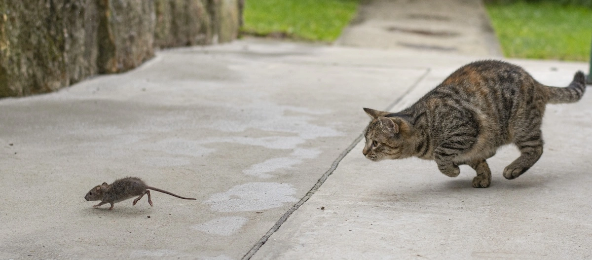 Katze schleicht auf eine Maus auf einem Betonweg im Freien zu, natürliche Raubtier-Beute-Szene