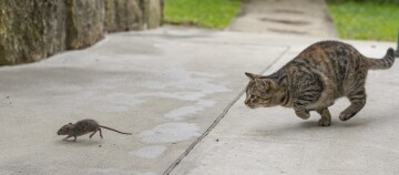 Katze schleicht auf eine Maus auf einem Betonweg im Freien zu, natürliche Raubtier-Beute-Szene