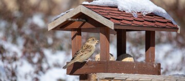 Kleiner brauner Spatz sitzt auf einem hölzernen Vogelhaus mit schneebedecktem Dach und Vogelfutter im Winter