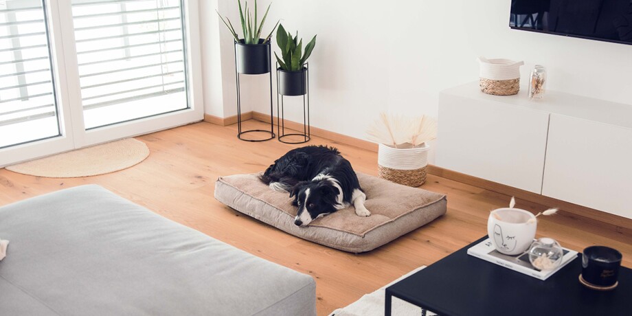 hunde-alleine-zuhause-1200x600