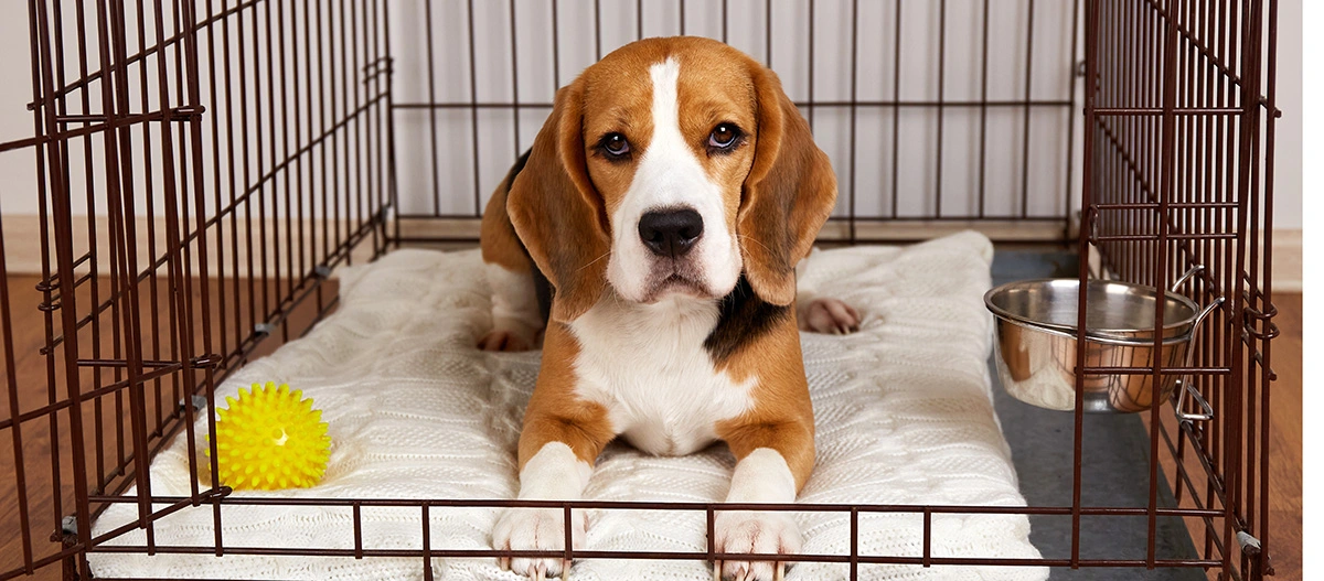 Beagle-Hund liegt entspannt auf einer weißen Decke in einem Metallkäfig mit gelbem Spielball und Wassernapf