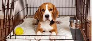 Beagle-Hund liegt entspannt auf einer weißen Decke in einem Metallkäfig mit gelbem Spielball und Wassernapf