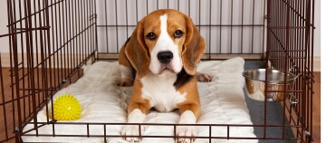 Beagle-Hund liegt entspannt auf einer weißen Decke in einem Metallkäfig mit gelbem Spielball und Wassernapf