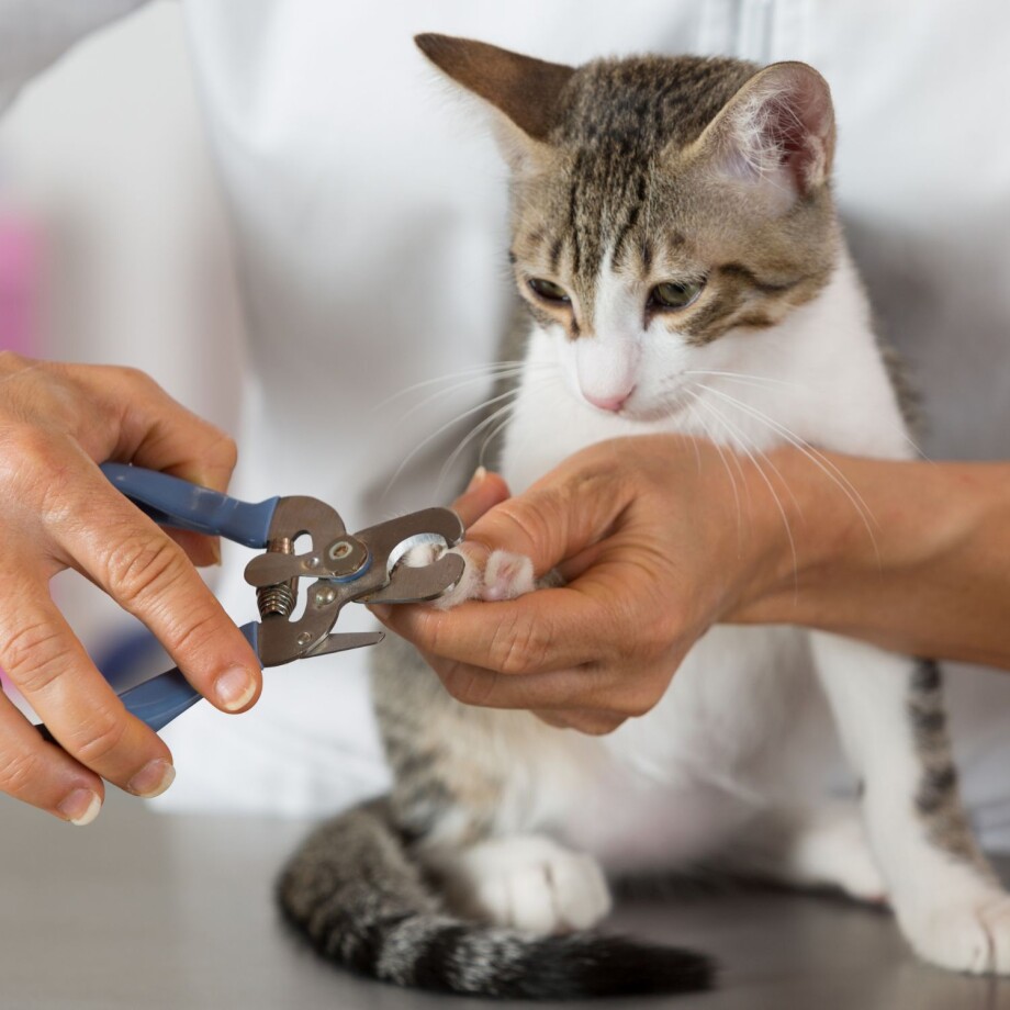 Katze bekommt ihre Krallen geschnitten