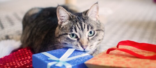 Nahaufnahme einer getigerten Katze mit grünen Augen, die ihren Kopf auf eine blau verpackte Geschenkbox mit weißem Band legt, neben einem orange verpackten Geschenk mit rotem Band
